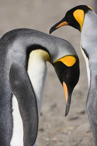 Antarctica, Salisbury Plain King penguin bows